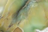 Polished Newman Opal Slab - Western Australia #96283-1